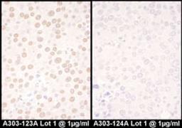 Detection of mouse NFIC by immunohistochemistry.