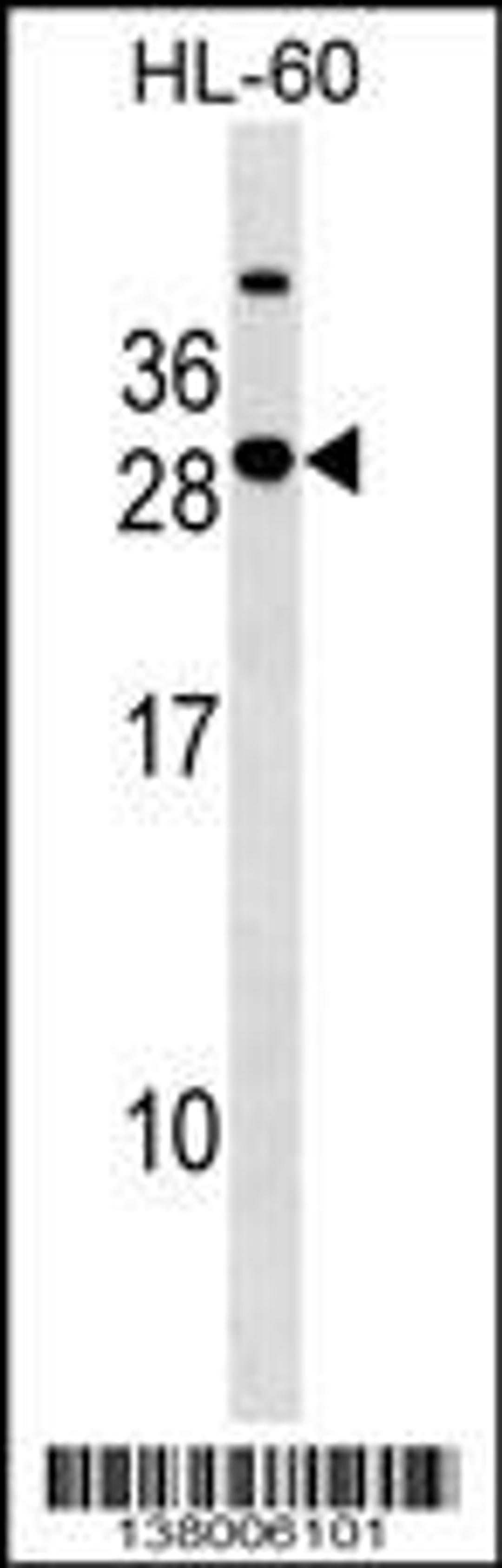 Western blot analysis in HL-60 cell line lysates (35ug/lane).