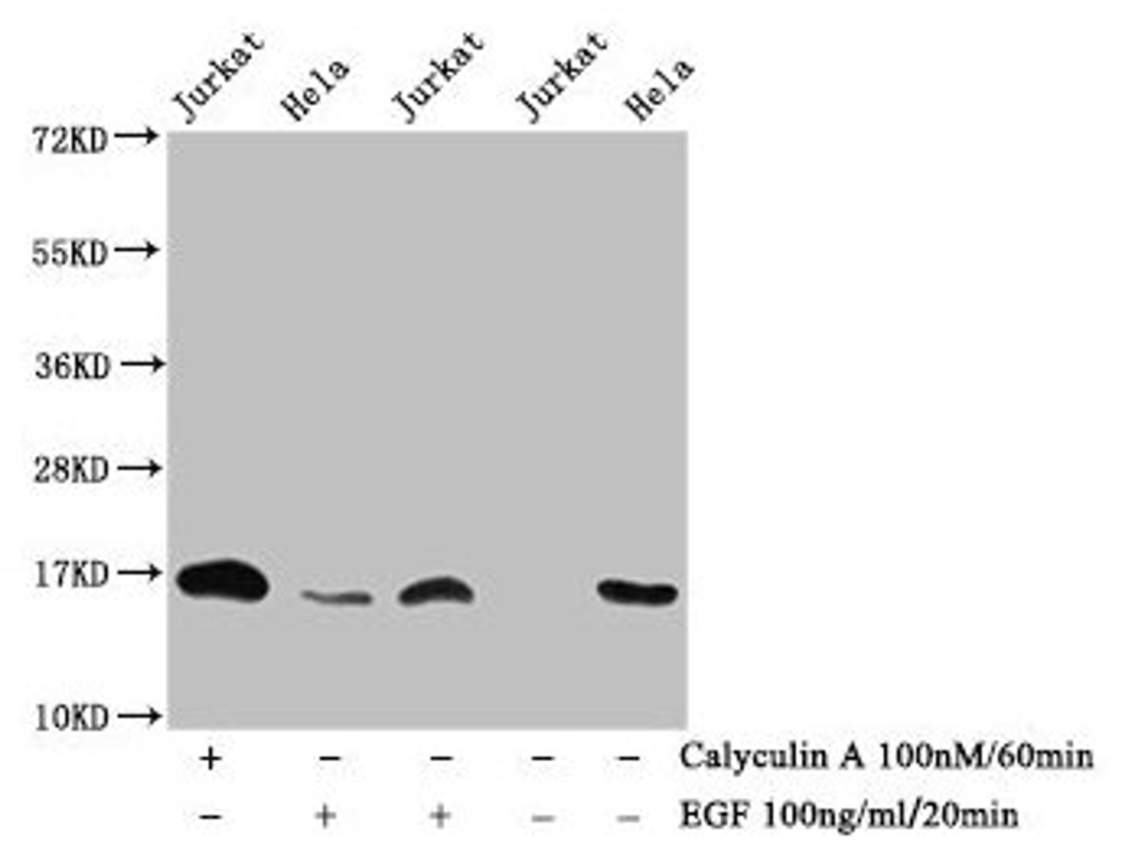 Western Blot. Detected samples: Jurkat whole cell lysate, Hela whole cell lysate; Untreated (-) or treated (+) with Calyculin A and EGF. All lanes: HIST1H3A antibody at 1:1000. Secondary. Goat polyclonal to rabbit IgG at 1/40000 dilution. Predicted band size: 16 kDa. Observed band size: 16 kDa