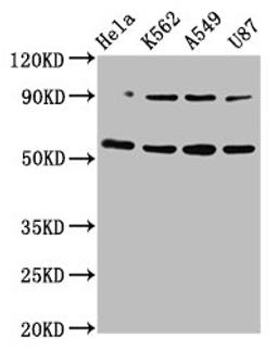 Western Blot. Positive WB detected in: Hela whole cell lysate, K562 whole cell lysate, A549 whole cell lysate, U87 whole cell lysate. All lanes: TOX antibody at 5.2µg/ml. Secondary. Goat polyclonal to rabbit IgG at 1/50000 dilution. Predicted band size: 58 kDa. Observed band size: 58 kDa