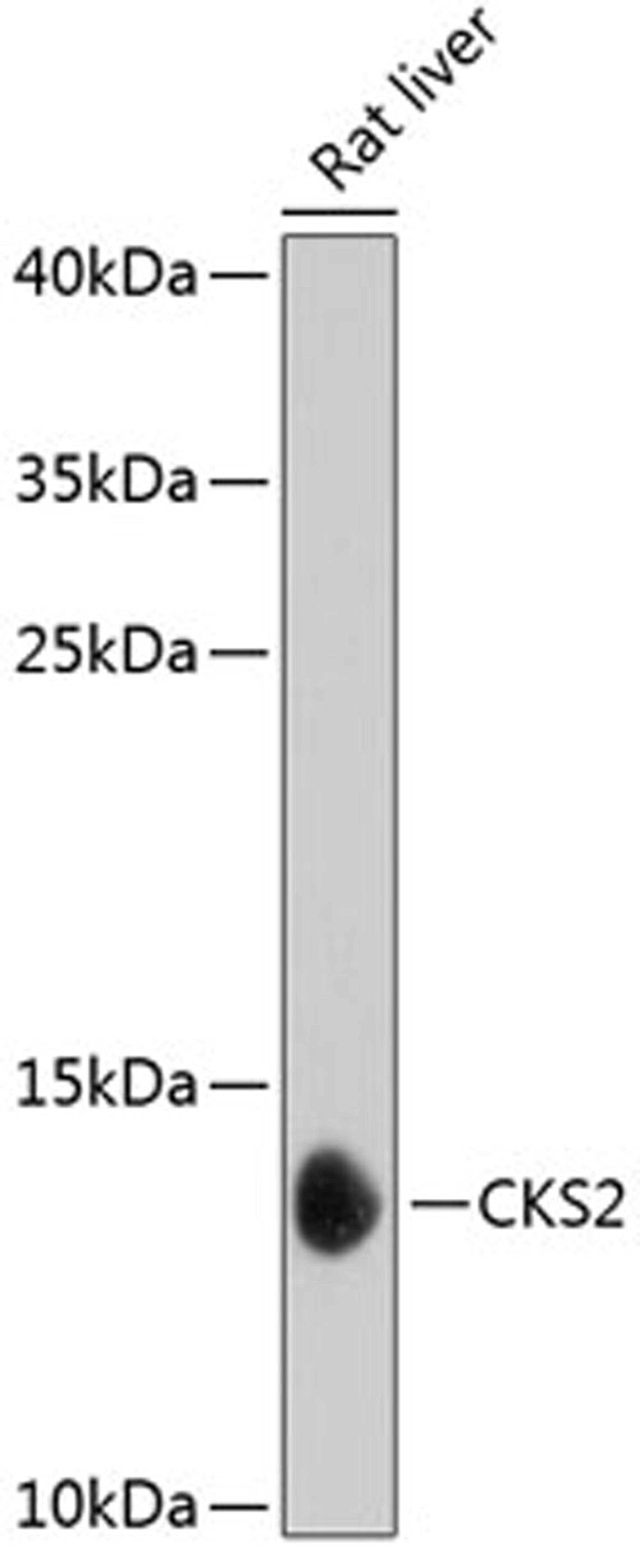 Western blot - CKS2 antibody (A3791)