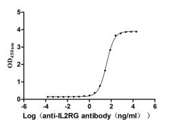 The Binding Activity of Rhesus macaque IL2RG with Anti-IL2RG recombinant antibody. Activity: Measured by its binding ability in a functional ELISA. Immobilized Rhesus macaque IL2RG (CSB-MP2765MOW) at 2 μg/mL can bind Anti-IL2RG recombinant antibody. The EC<sub>50</sub> is 33.73-41.04 ng/mL.