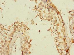 Immunohistochemistry of paraffin-embedded human testis tissue using CSB-PA765062LA01HU at dilution of 1:100
