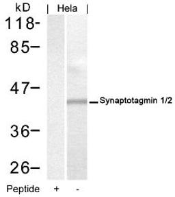 Western blot analysis of lysed extracts from HeLa cells using Synaptotagmin 1/2 (Ab-202/199).