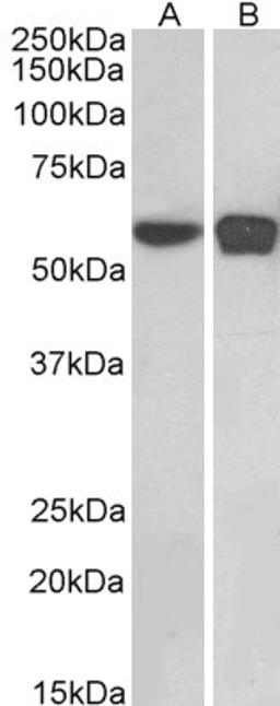 46-203 (0.1ug/ml) staining of HEK293 (A) and NIH3T3 (B) nuclear cell lysates (35ug protein in RIPA buffer). Primary incubation was 1 hour. Detected by chemiluminescence.