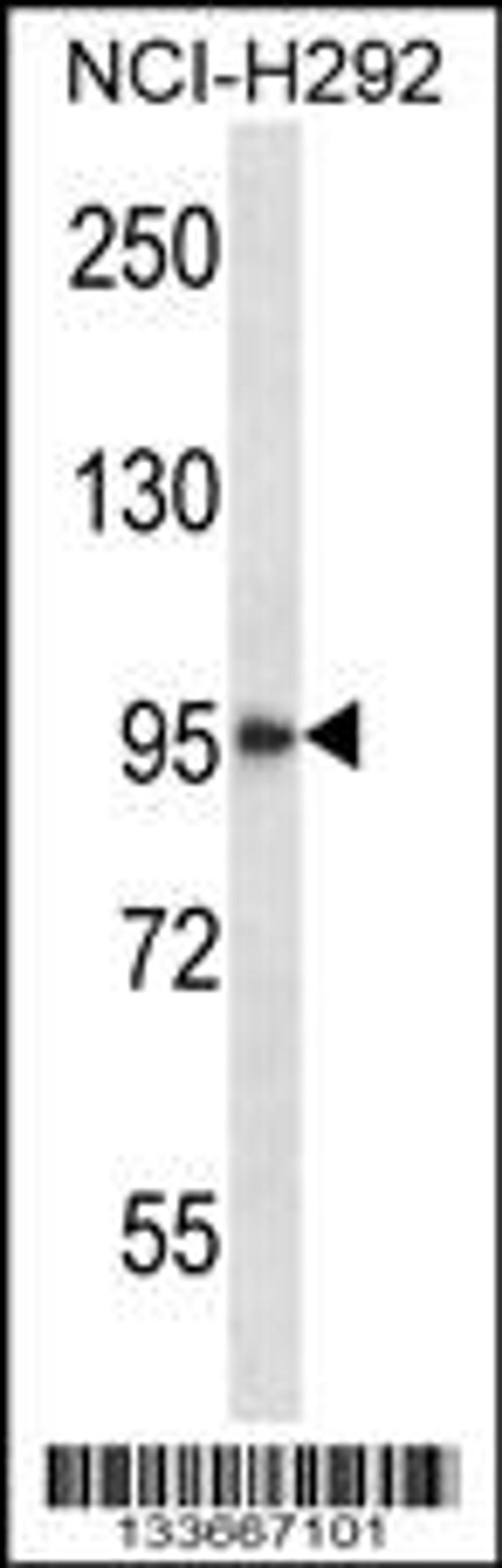 Western blot analysis in NCI-H292 cell line lysates (35ug/lane).