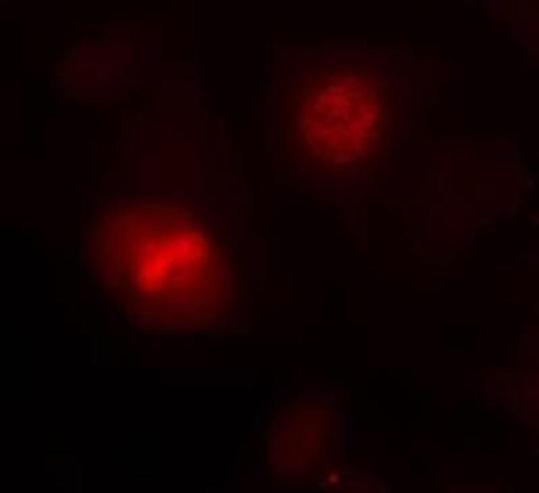 Immunocytochemistry/Immunofluorescence: Histone H3.1 Antibody [NB100-81964] - Staining of methanol-fixed Hela cells using Histone H3.1(Ab-10) antibody