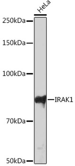 Western blot - IRAK1 Rabbit mAb (A4439)