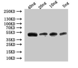Western Blot. Positive WB detected in: recombinant protein. All lanes:Ctl2 Antibody at 1:1000. Secondary. Goat polyclonal to rabbit IgG at 1/50000 dilution. Predicted band size: 43.5 kDa. Observed band size: 45 kDa.