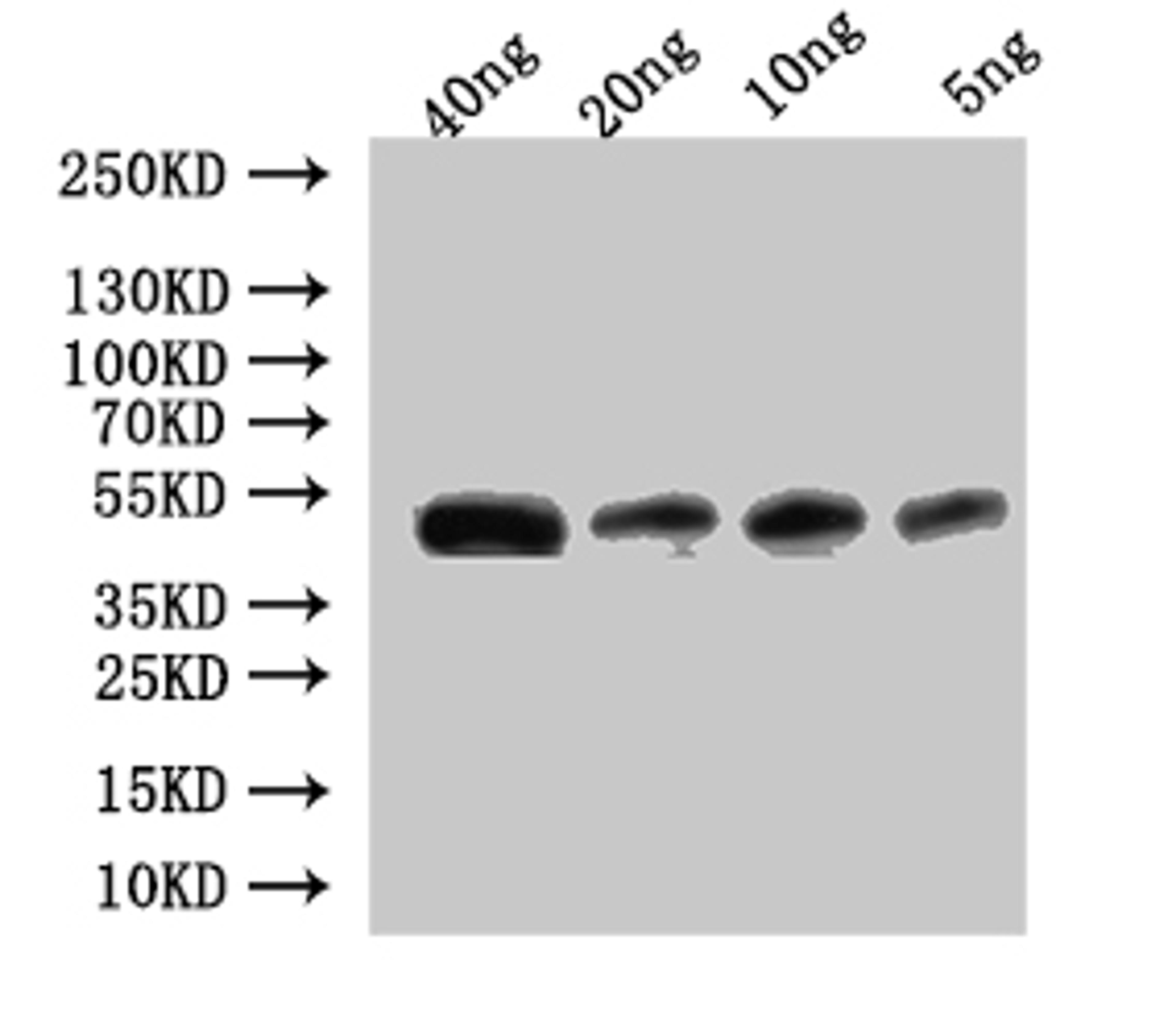 Western Blot. Positive WB detected in: recombinant protein. All lanes:Ctl2 Antibody at 1:1000. Secondary. Goat polyclonal to rabbit IgG at 1/50000 dilution. Predicted band size: 43.5 kDa. Observed band size: 45 kDa.