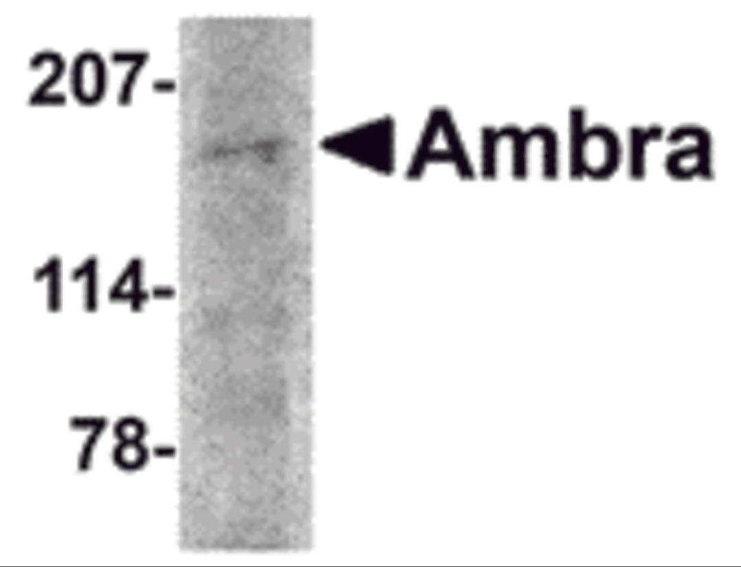 Western blot analysis of Ambra1 in rat brain tissue lysate with Ambra1 antibody at 2 &#956;g/mL.