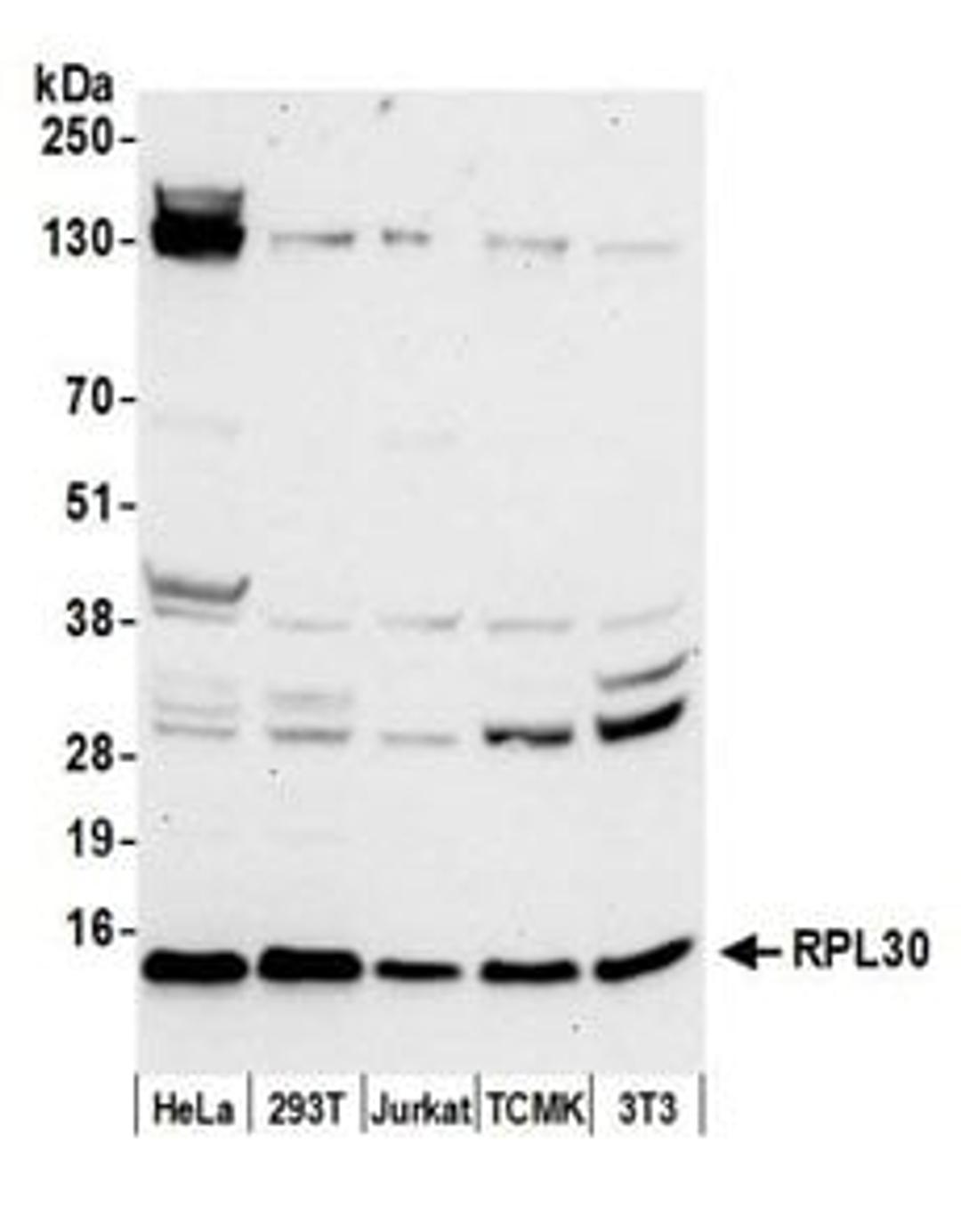 Detection of human and mouse RPL30 by western blot.