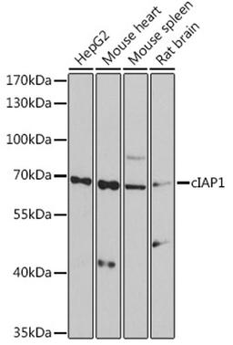 Western blot - cIAP1 antibody (A0866)