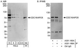 Detection of human and mouse CDC16/APC6 by western blot (h&m) and immunoprecipitation (h).