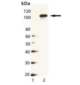 Western Blot: Hsp104 Antibody [NBP1-97473] - Analysis of HSP104 (yeast), pAb: Lane 1: MW Marker, Lane 2: Yeast Cell Lysate.