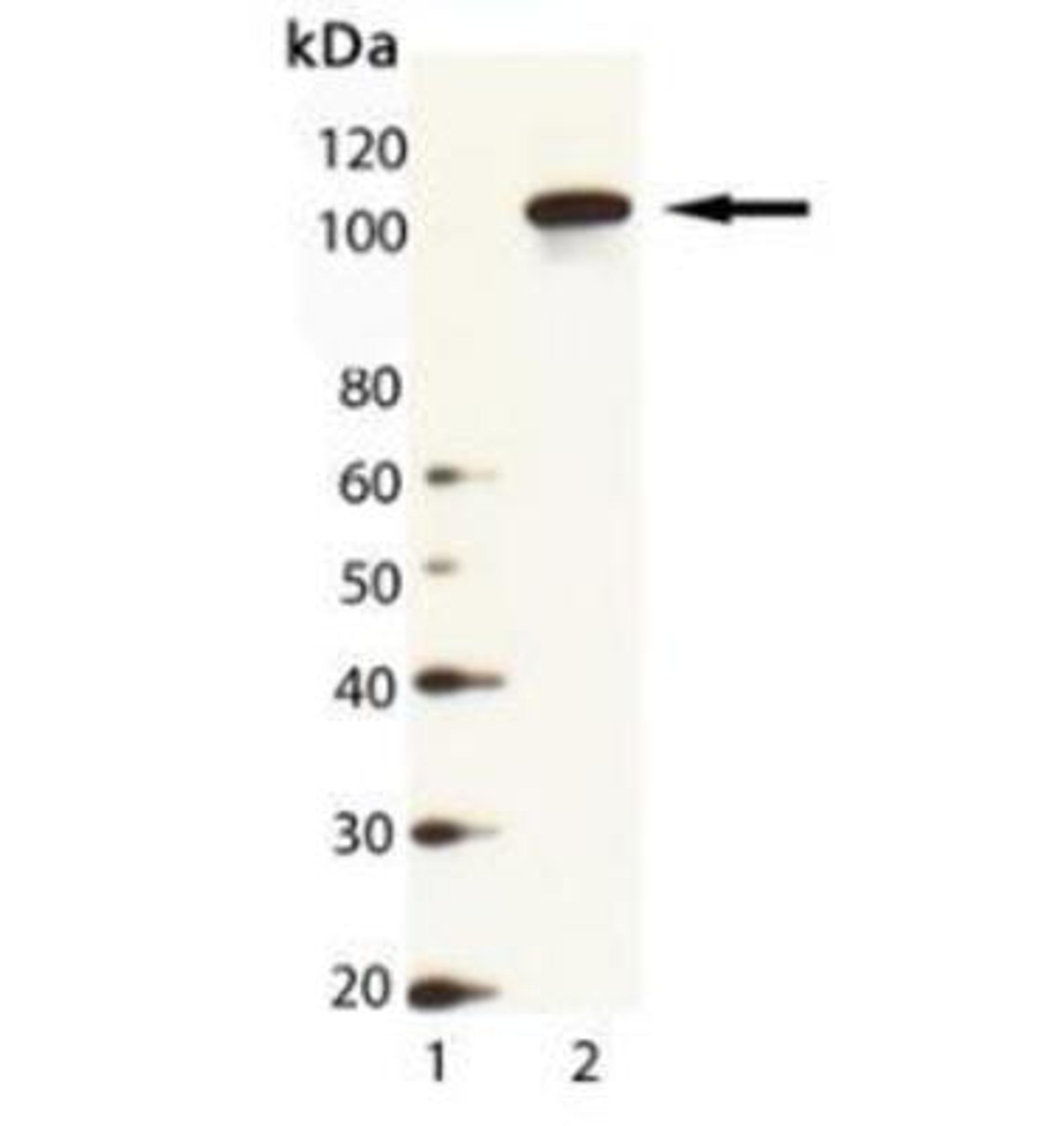 Western Blot: Hsp104 Antibody [NBP1-97473] - Analysis of HSP104 (yeast), pAb: Lane 1: MW Marker, Lane 2: Yeast Cell Lysate.