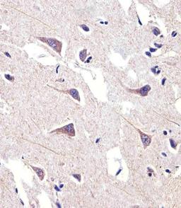 Immunohistochemical analysis of paraffin-embedded H.brain section using FADS2 Antibody . Antibody was diluted at 1:25 dilution. A peroxidase-conjugated goat anti-rabbit IgG at 1:400 dilution was used as the secondary antibody, followed by DAB staining.