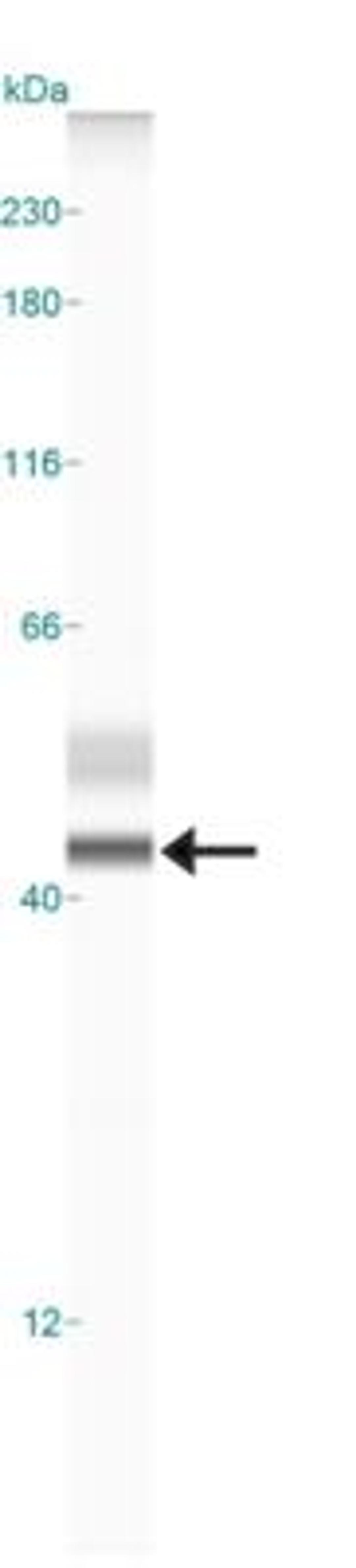 Simple Western: TREM-2 Antibody (2B5) [NBP1-07101] - Simple Western lane view shows a specific band for TREM-2 in 0.5 mg/ml of MCF-7 lysate.  This experiment was performed under reducing conditions using the 12-230 kDa separation system.