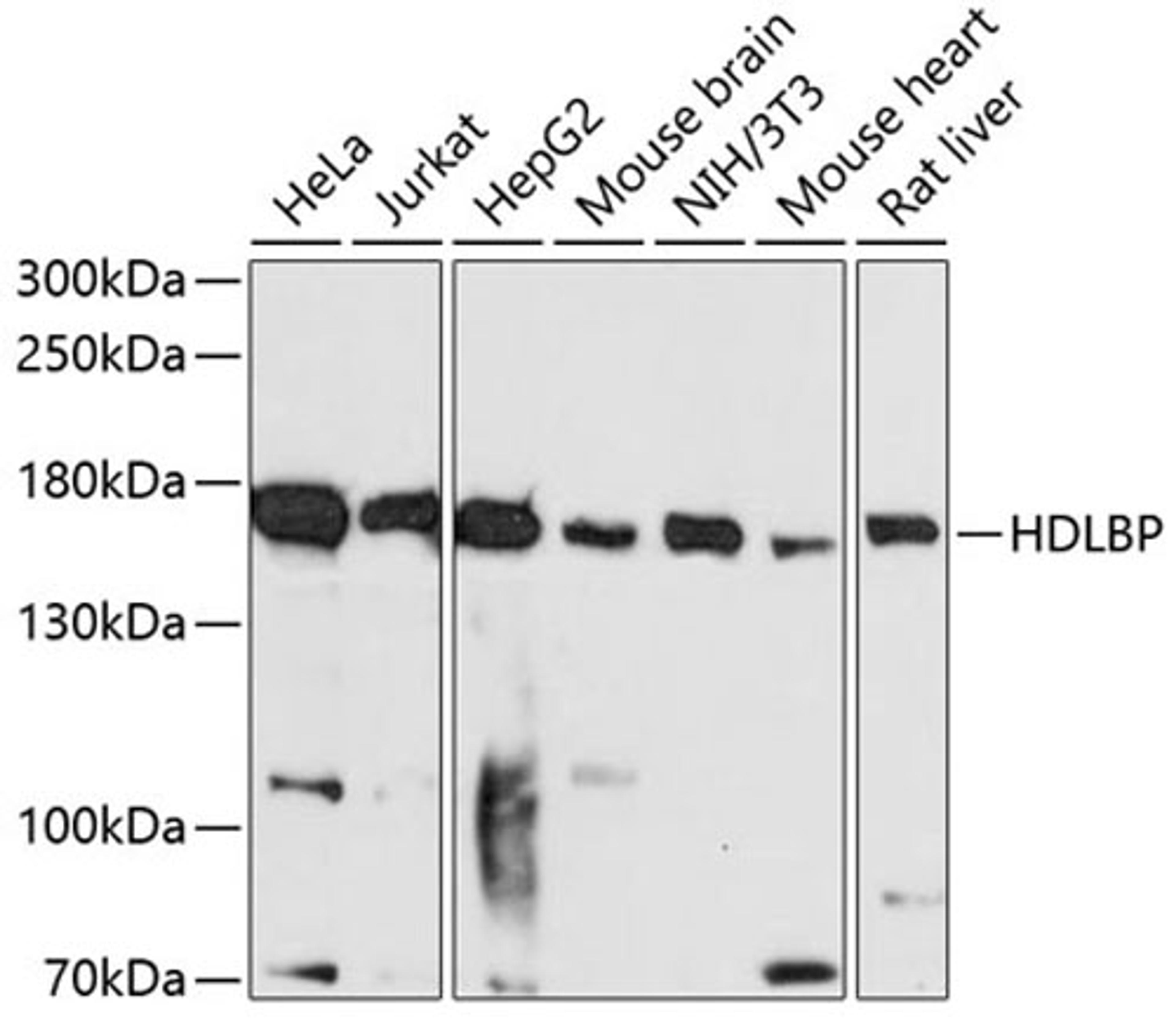 Western blot - HDLBP antibody (A6028)