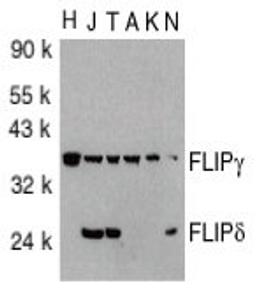 Western blot analysis of total cell lysates from HeLa, Jurkat, THP-1, A431, K562 and NIH/3T3 cells