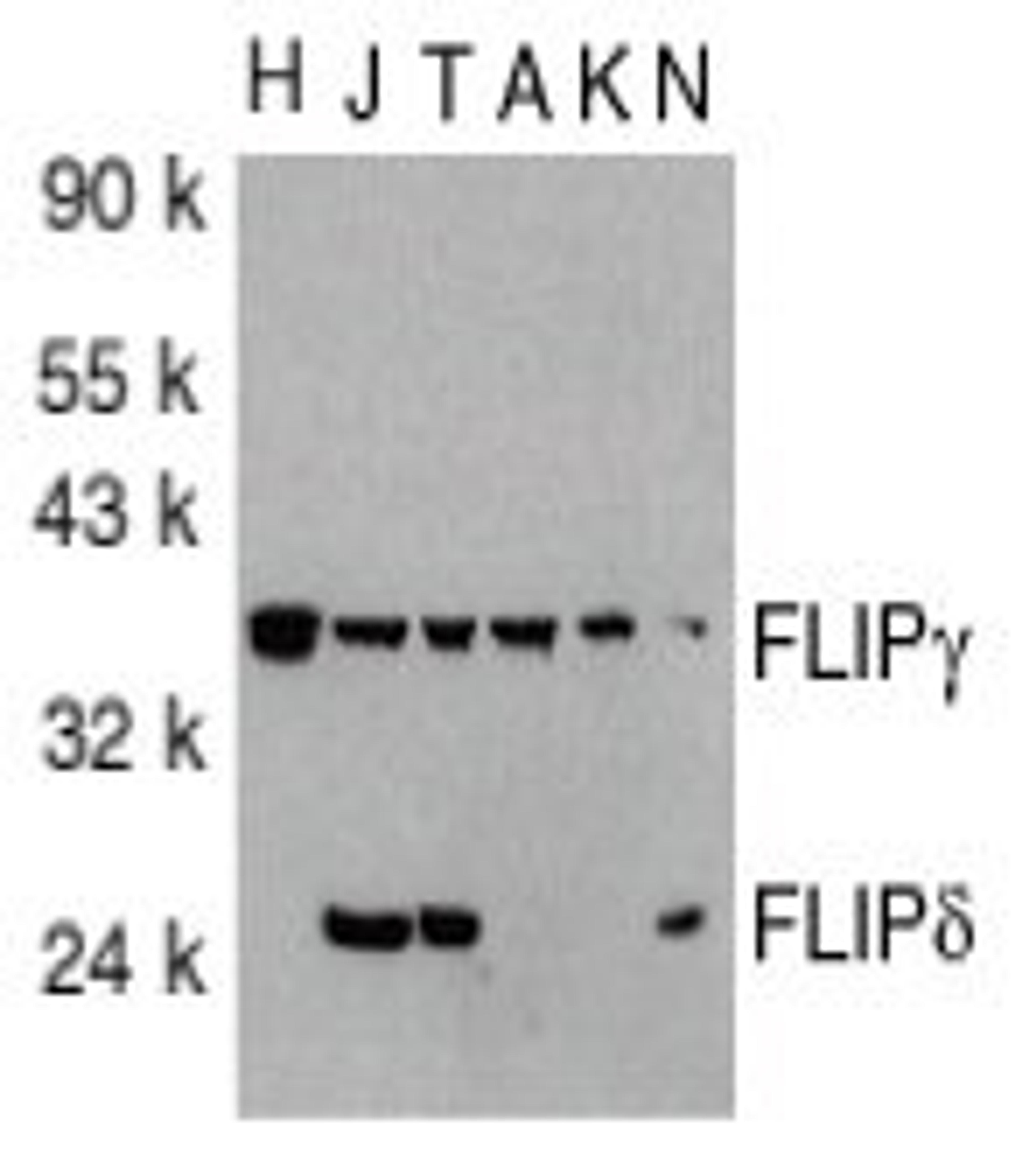 Western blot analysis of total cell lysates from HeLa, Jurkat, THP-1, A431, K562 and NIH/3T3 cells