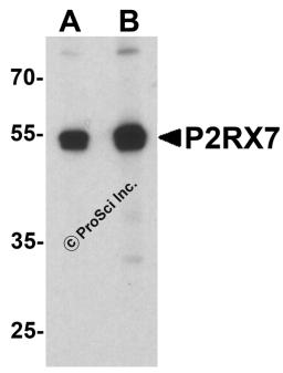 Western blot analysis of P2RX7 in 3T3 cell lysate with P2RX7 antibody at (A) 1 and (B) 2 μg/ml.