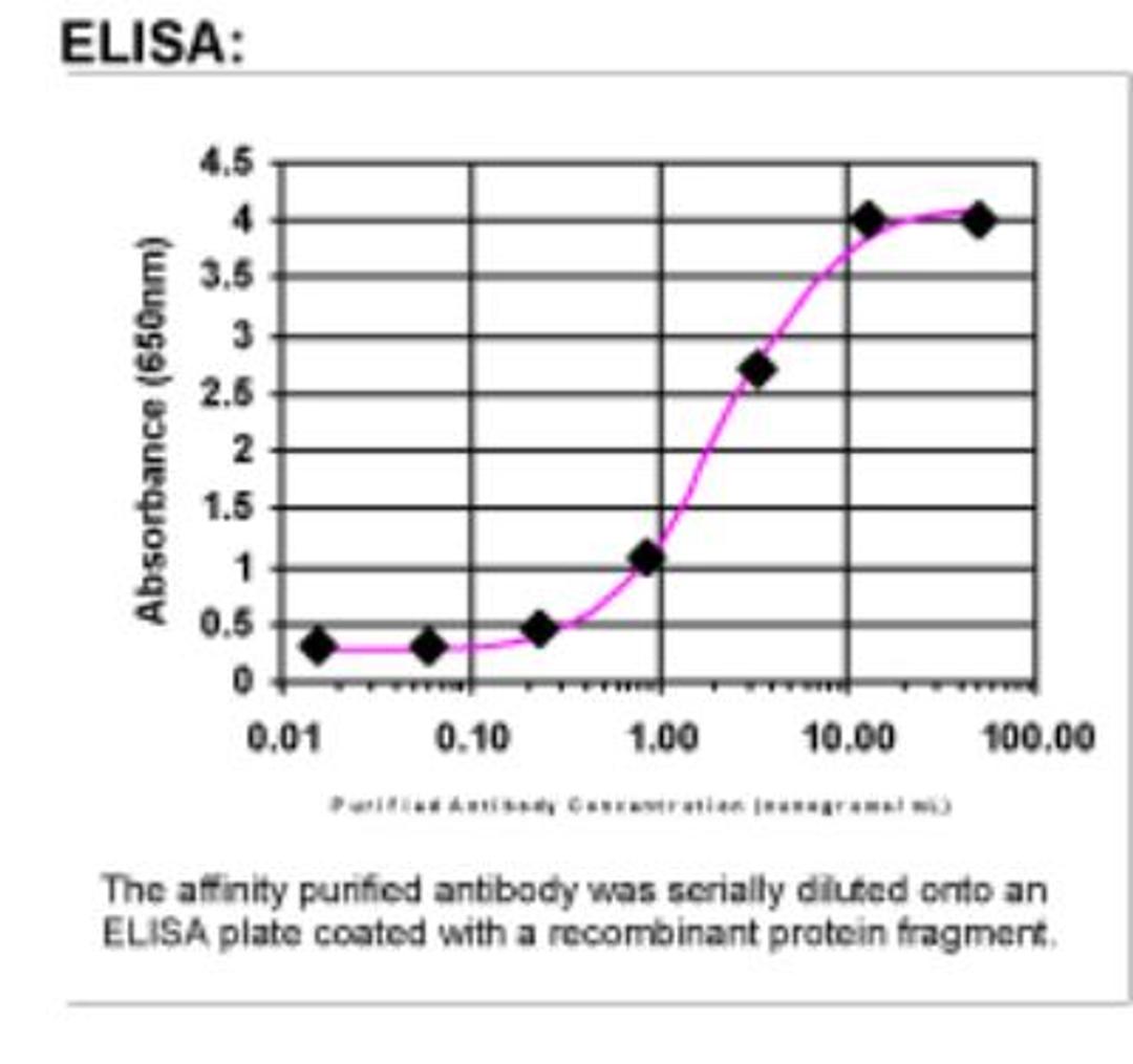 ELISA: BACE-2 Antibody [16520002] - Affinity Purified