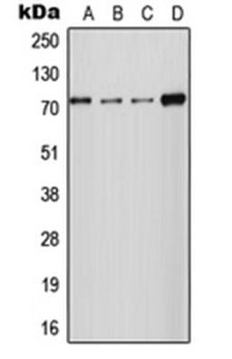 Western blot analysis of HT1080 (Lane 1), MCF7 (Lane 2), Raw264.7 (Lane 3), PC12 (Lane 4) whole cell lysates using SLC24A2 antibody