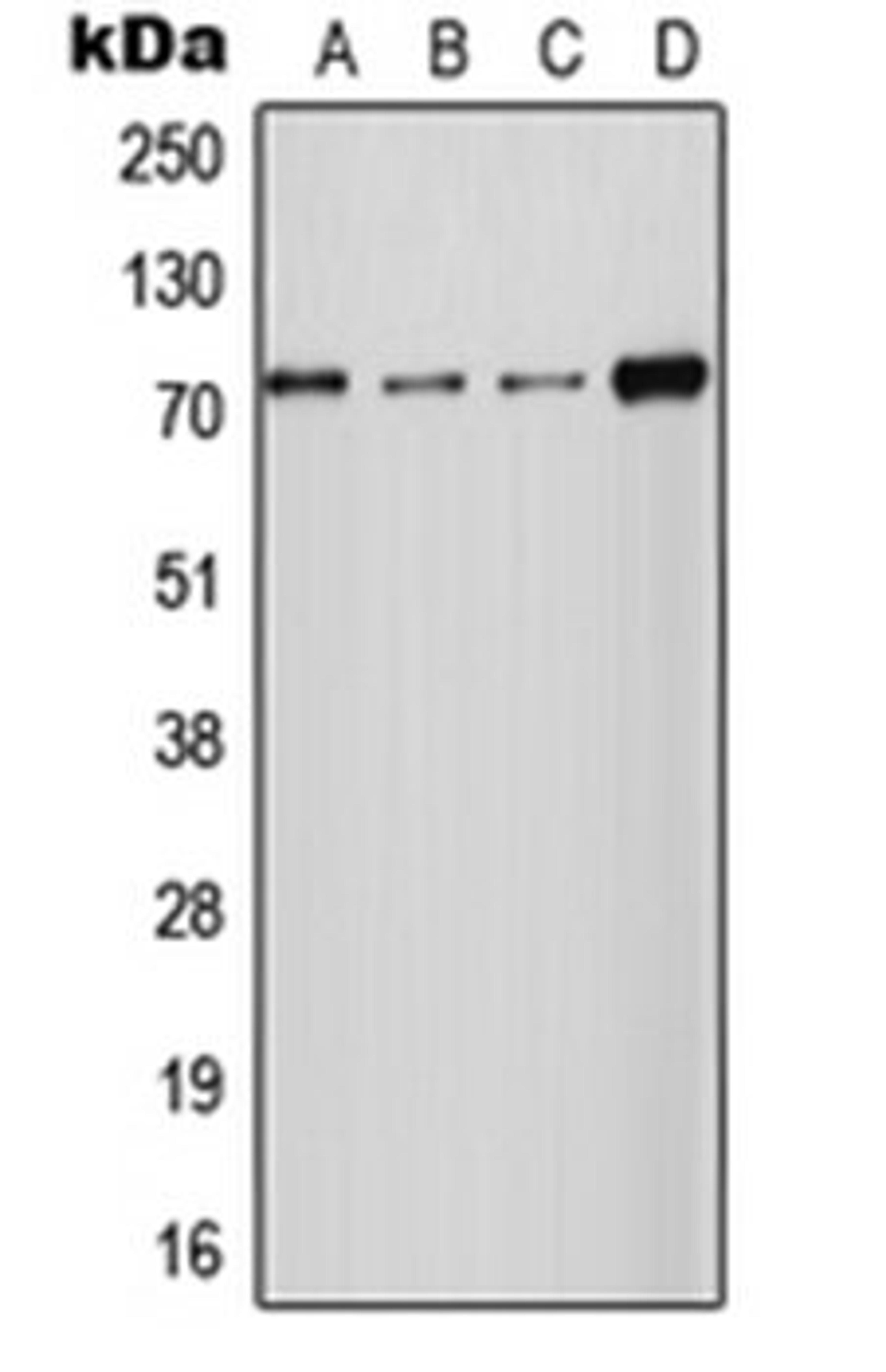 Western blot analysis of HT1080 (Lane 1), MCF7 (Lane 2), Raw264.7 (Lane 3), PC12 (Lane 4) whole cell lysates using SLC24A2 antibody