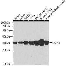 Western blot - MDH2 antibody (A6297)