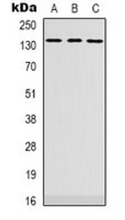 Western blot analysis of SHSY5Y (Lane 1), HEK293T (Lane 2), K562 (Lane 3) whole cell lysates using PLEKHG4 antibody