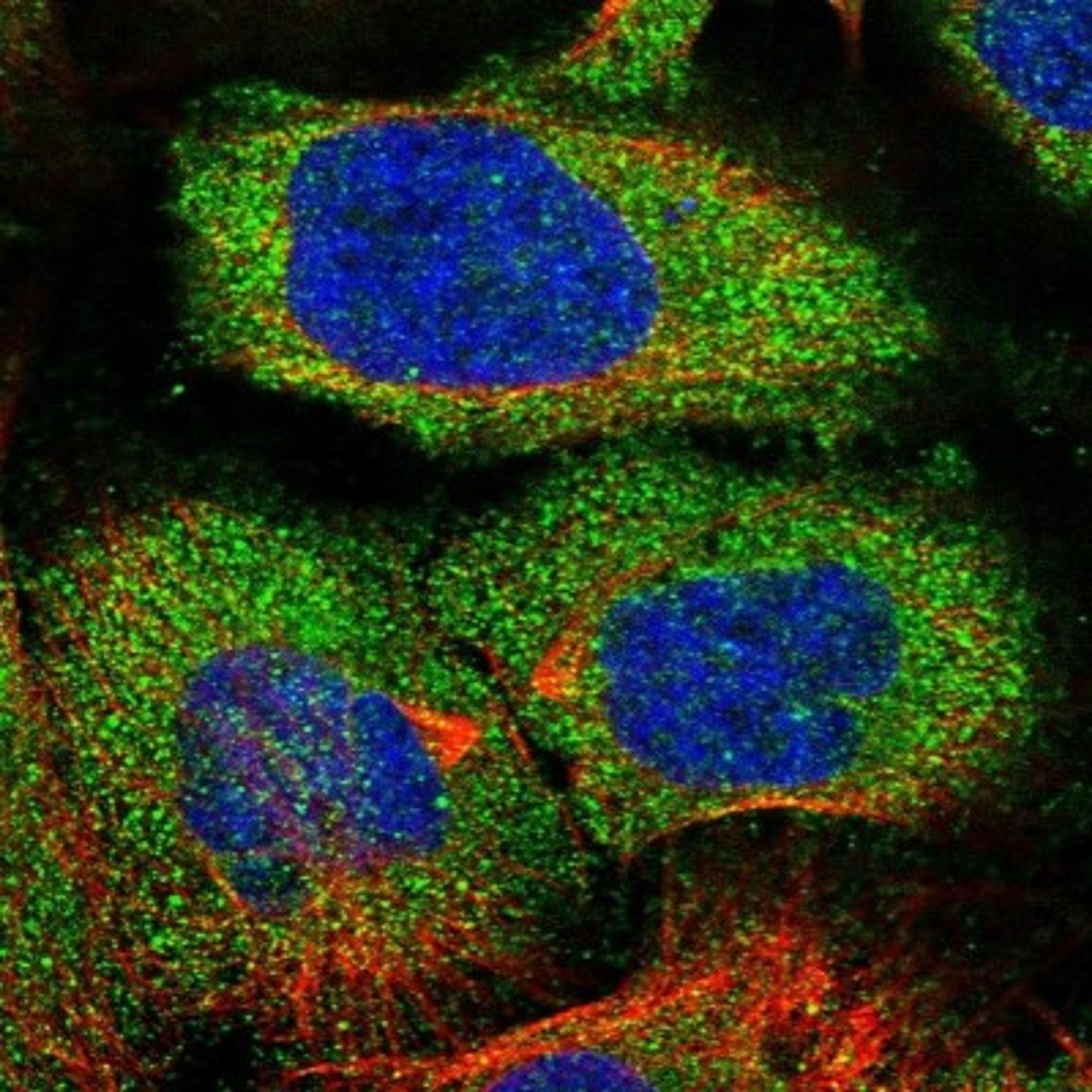 Immunocytochemistry/Immunofluorescence: SH3TC1 Antibody [NBP1-93978] - Staining of human cell line U-2 OS shows positivity in cytoplasm.