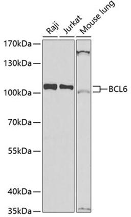 Western blot - BCL6 antibody (A7173)