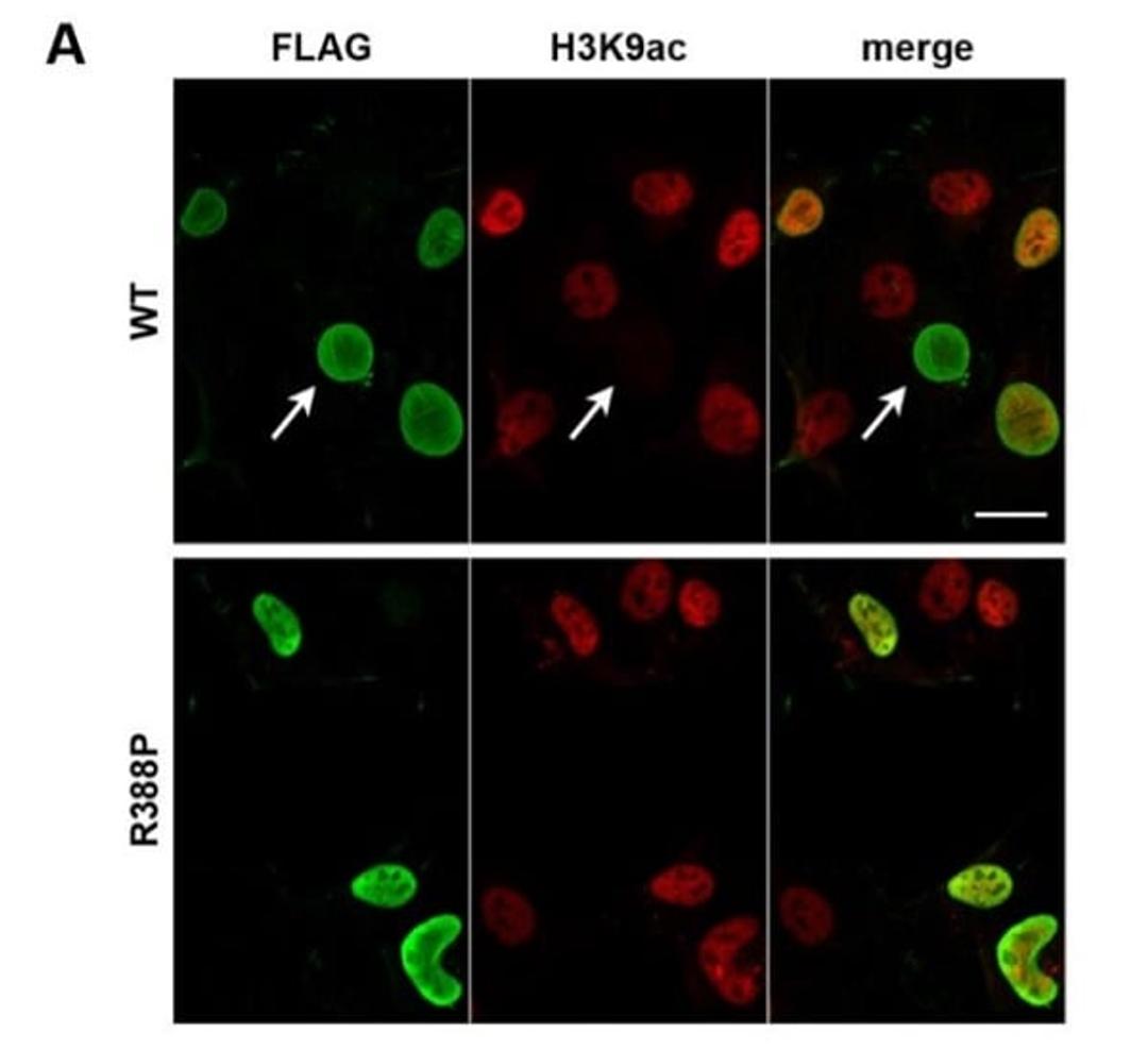 Immunocytochemistry/ Immunofluorescence - Anti-Histone H3 (acetyl K27) antibody