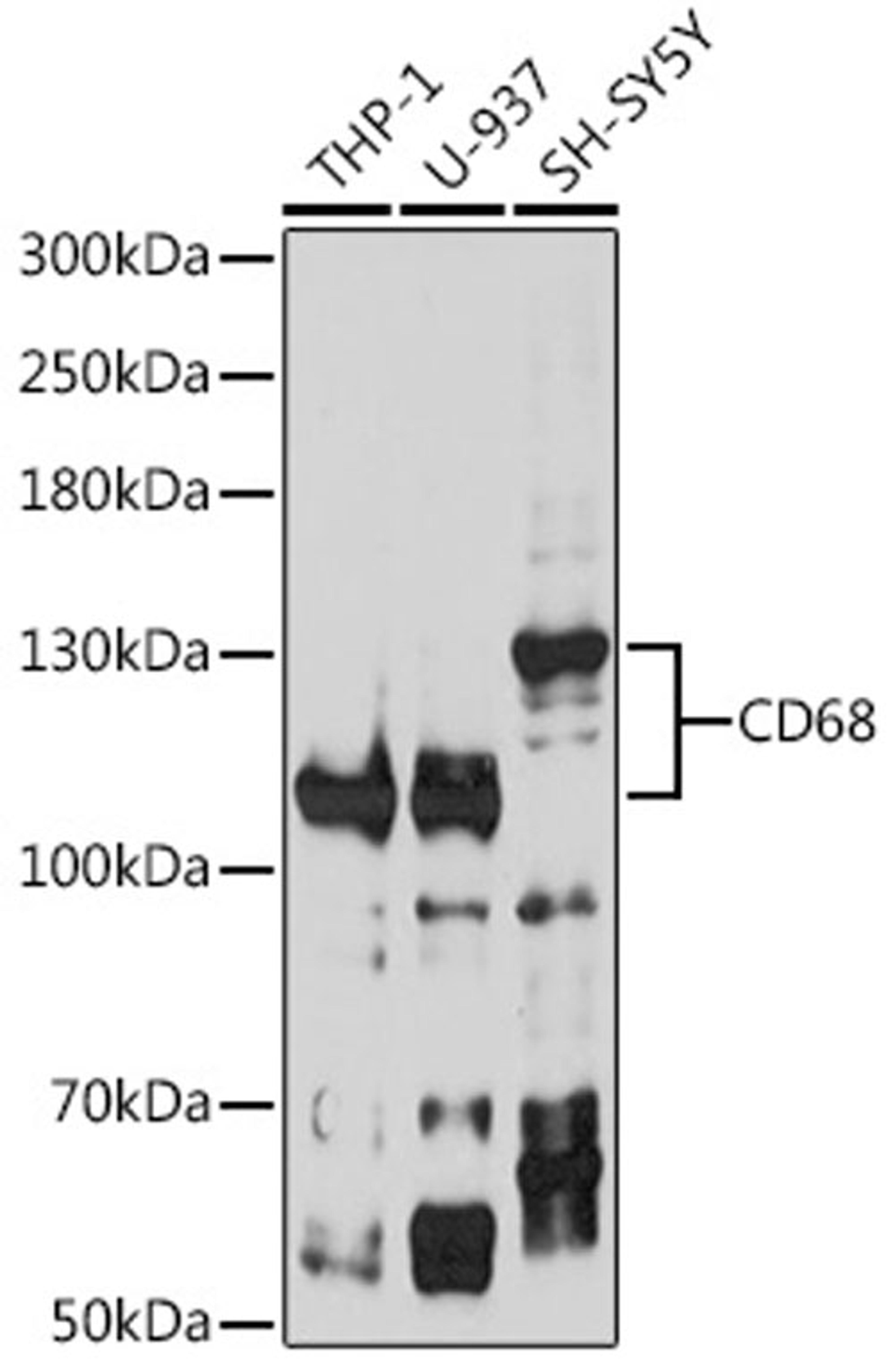 Western blot - CD68 antibody (A6554)