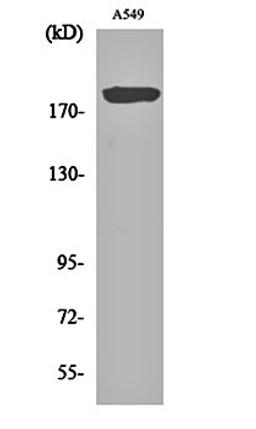 Western blot analysis of A549 cell lysates using BIG2 antibody