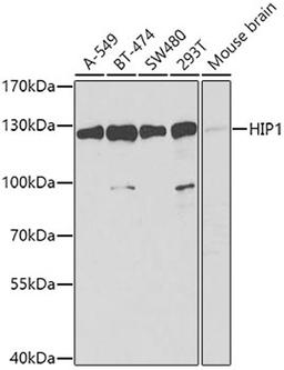 Western blot - HIP1 antibody (A6921)