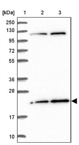 Western Blot: CYP11B2 Antibody [NBP2-13891] - Lane 1: Marker [kDa] 250, 130, 95, 72, 55, 36, 28, 17, 10<br/>Lane 2: Human cell line RT-4<br/>Lane 3: Human cell line U-251MG sp