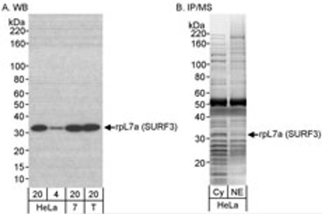 Detection of human rpL7a (SURF3) by western blot and immunoprecipitation/Mass Spectrometry.