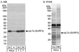 Detection of human rpL7a (SURF3) by western blot and immunoprecipitation/Mass Spectrometry.