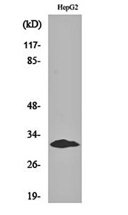 Western blot analysis of HepG2 cell lysates using Myf-5 antibody