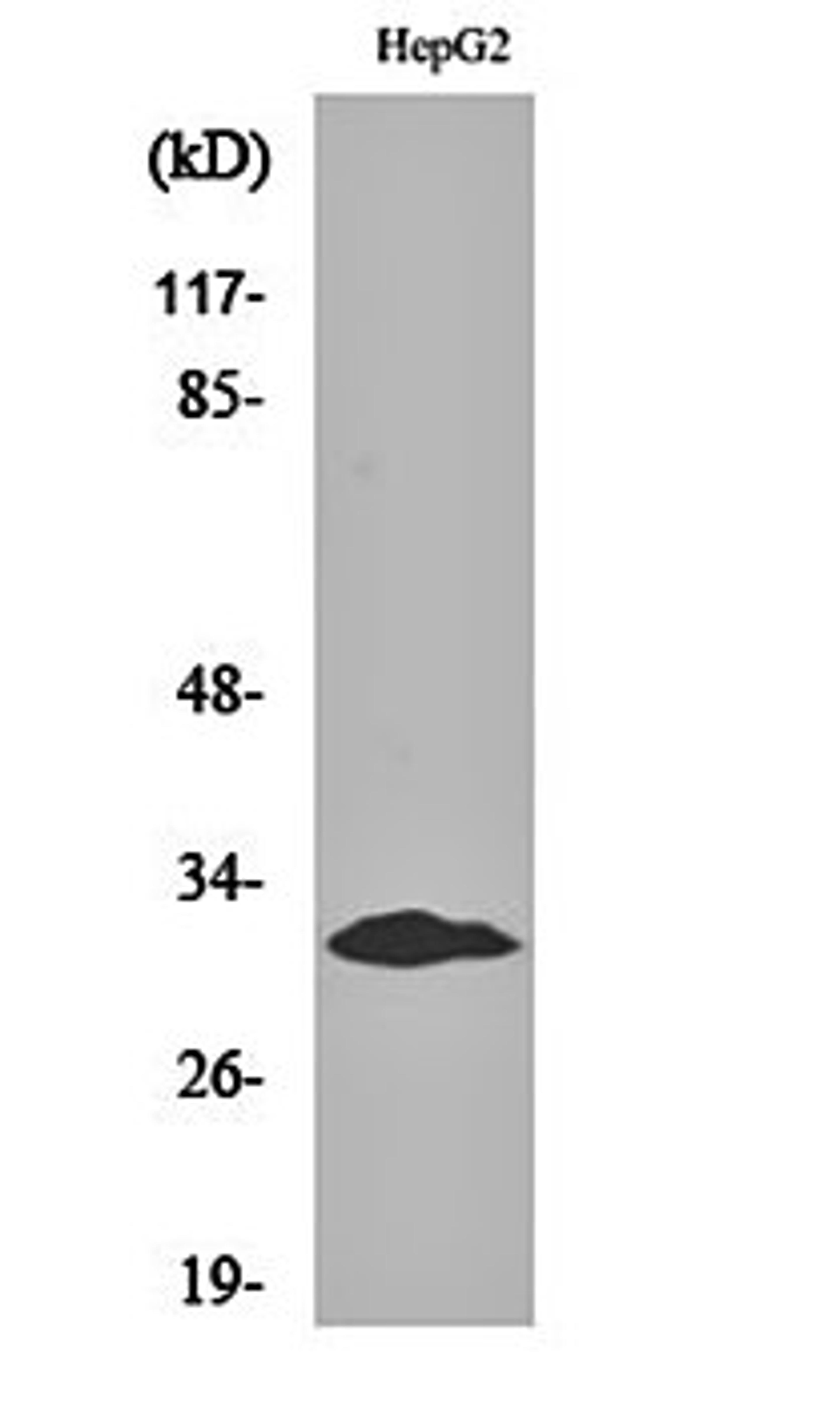 Western blot analysis of HepG2 cell lysates using Myf-5 antibody