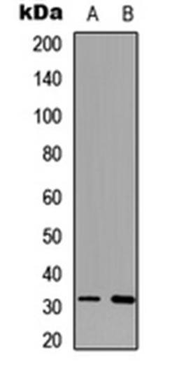 Western blot analysis of K562 (Lane 1), mouse brain (Lane 2) whole cell lysates using MARCH1 antibody