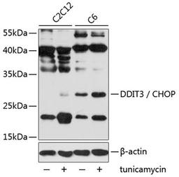 Western blot - DDIT3 / CHOP antibody (A6504)