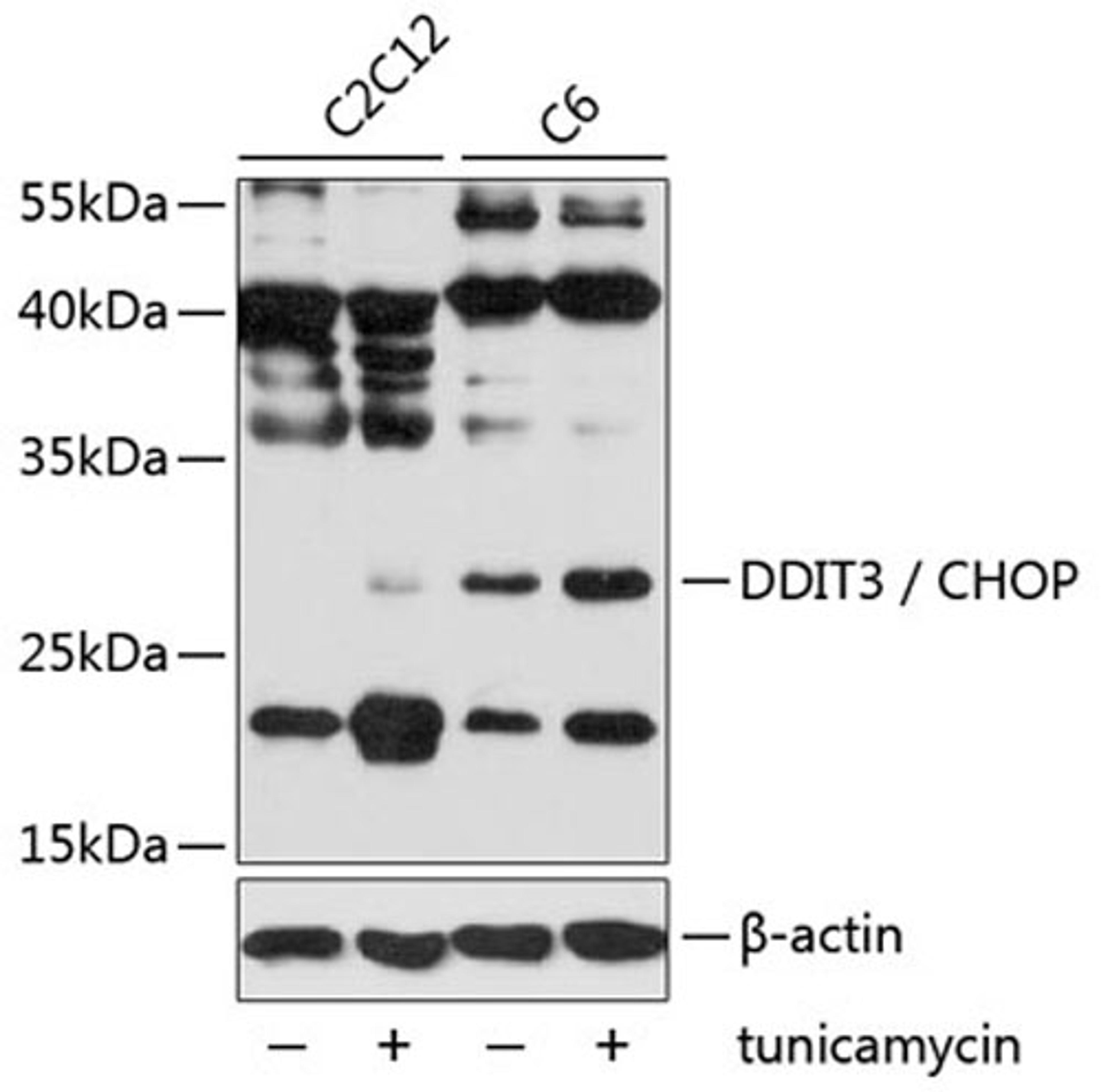 Western blot - DDIT3 / CHOP antibody (A6504)