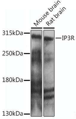 Western blot - IP3R antibody (A14008)