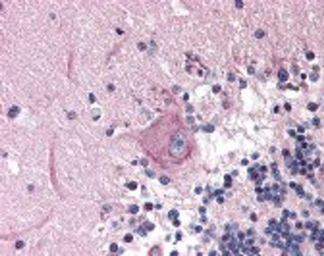 Immunohistochemistry staining of MAD2L2 in cerebellum tissue using MAD2L2 Antibody.