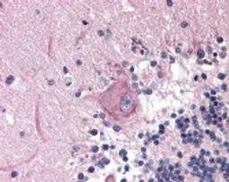 Immunohistochemistry staining of MAD2L2 in cerebellum tissue using MAD2L2 Antibody.