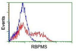 Flow Cytometry: RBPMS Antibody (3B7) [NBP2-03905] - HEK293T cells transfected with either overexpression plasmid (Red) or empty vector control plasmid (Blue) were immunostained by anti-RBPMS antibody, and then analyzed by flow cytometry.