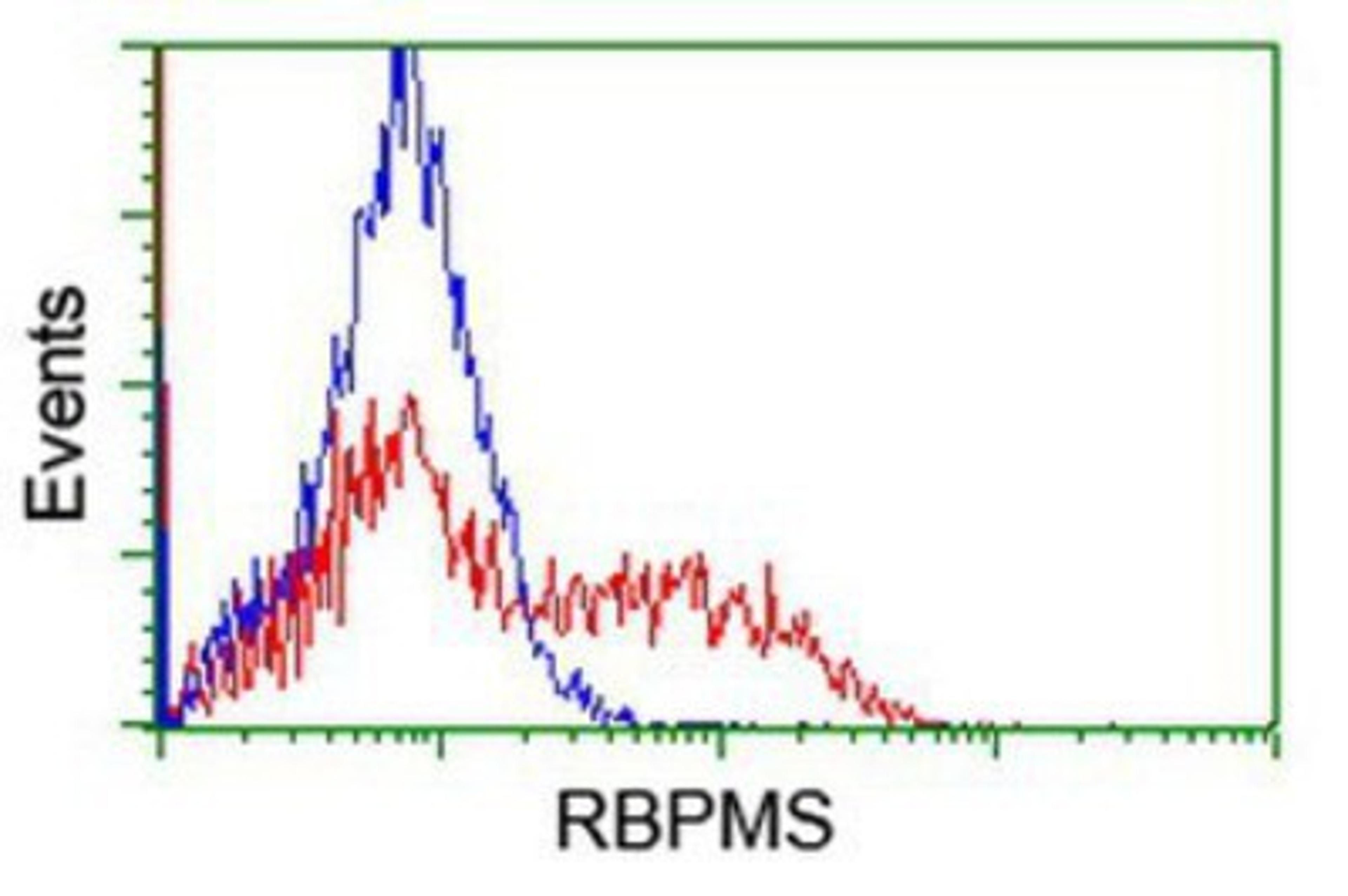 Flow Cytometry: RBPMS Antibody (3B7) [NBP2-03905] - HEK293T cells transfected with either overexpression plasmid (Red) or empty vector control plasmid (Blue) were immunostained by anti-RBPMS antibody, and then analyzed by flow cytometry.